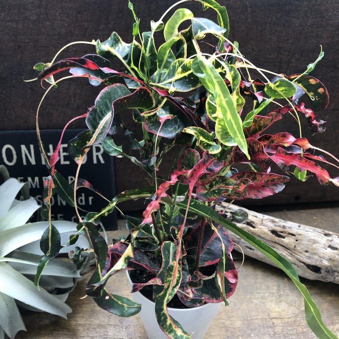 【大型♥3株】クロトン トビハ 飛び葉 クロトン：トビハ(飛び葉) 6号鉢植え の通販 | 園芸ネット